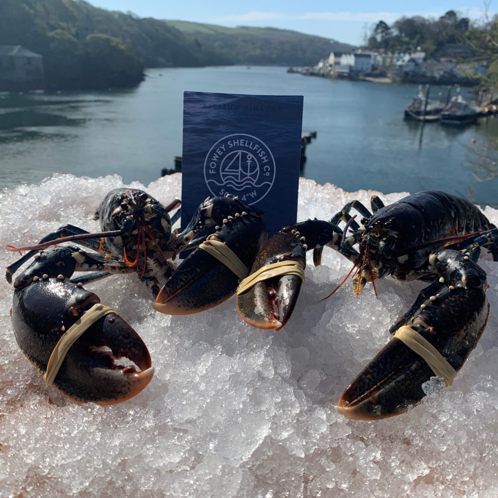 Fresh Live Lobster (large) 800g+ Fowey Shellfish Co.